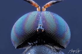 Hoohoy Matane Koyo Ucen Canon 80d Reverse 18 55mm Raynox Dcr 250 Twin Flash Kx800 With Diy Diffuser Led Panel Manfr Led Panel Macro Photos Flash