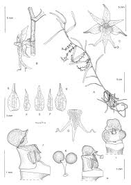 Image result for Tridactyle