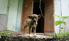 Meet the dogs of Chernobyl – the abandoned pets that formed their own  canine community | Dogs | The Guardian