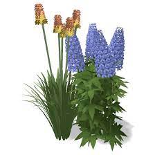 Delphinium Blue Lace And Kniphofia Alcazar Zones 6a 7b Full Sun Delphinium Larkspur Perennial Kniphofia Torch Lil Delphinium Plants Larkspur