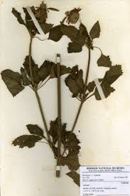 Image result for Leucas martinicensis