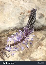 Image result for Ledebouria revoluta