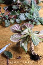 Learn How To Trim And Repot Overgrown African Violets For Healthy Happy Flowering Plants Housepl African Violets Plants Violet Plant Indoor Flowering Plants