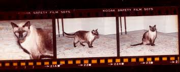 Maybe you would like to learn more about one of these? A Siamese If You Please Presidential Pet Museum