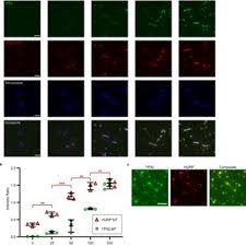 Image result for tbn:oICZ-UHpUGgp-M::files.nireblog.com/blogs/familiaschwingel/files/familias2.bmp