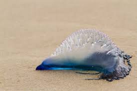 No matter what age you are, coloring is always an activity that's relaxing and fun. Portuguese Man O War