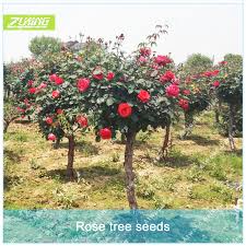 Check spelling or type a new query. Zlking 100pcs Red Rose Flower Tree Of Perennial Home Garden Plant Bonsai Exotic Flowering Plants Natural Flowers Garden Buy At The Price Of 0 49 In Aliexpress Com Imall Com