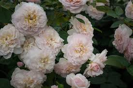 Elles ne souffrent de l'humidité du climat et exhalent un intense parfum de myrrhe. The Best Roses At The Chelsea Flower Show The Real Flower Company Blog