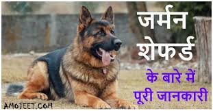 Jarman Safed Dog À¤• À¤° À¤— À¤­ À¤° À¤†à¤• À¤° À¤– À¤¸ À¤¯à¤¤ À¤• À¤ª À¤° À¤œ À¤¨à¤• À¤° Either pet can be obtained for free when a player starts the game. jarman safed dog à¤• à¤° à¤— à¤­ à¤° à¤†à¤• à¤°