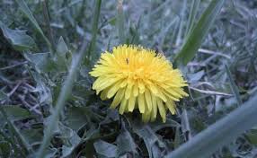 Diana popescu ceai, ceai papadie, flori papadie, frunze papadie, mancare papadie, papadie, remedii naturiste, salata, salata papadie. SalatÄ Sau Ceai PÄpÄdia Este Un Remediu Excelent Epoch Times Romania