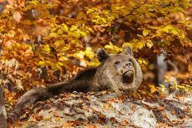 Fularul nu e doar un lucru necesar care ține de cald, dar mai e și un accesoriu stilat. 67 Fotografii De ToamnÄƒ Superbe F64 Blog