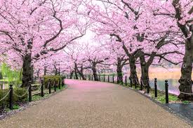 8,600+ Sakura Forest Cherry Blossom Tree Stock Photos, Pictures &  Royalty-Free Images - iStock