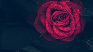 The dream about gorgeous flowers, whether outdoor or indoor, suggests personal happiness and indicates you will have good luck, make a fortune and live happily. 15 Roses Dream Interpretation Dreamchrist Dream Meaning