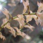 Image result for Diaphananthe bidens