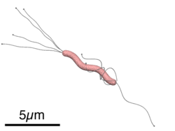 Le traitement de l'helicobacter pylori peut nécessiter la prise d'antibiotiques, mais cela ne suffira pas forcément à ­éradiquer le germe. Helicobacter Pylori Wikiwand