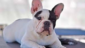 Micky and lilly french bulldog puppies we strive to give them the best care and have a healthy happy puppy for you all puppies are vet checked akc registered and are current on shots. French Bulldogs And Other Brachycephalic Breeds Are On The Rise Hawkesbury Gazette Richmond Nsw