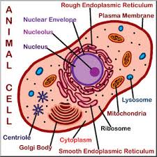 Check spelling or type a new query. Clip Art Cells Animal Labeled Color I Abcteach Com Abcteach