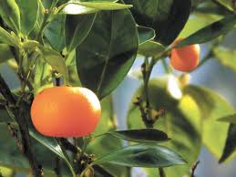 Mandarin orange — noun 1. Mandarin Orange Trees Grow Well In Large Pots Cape Gazette