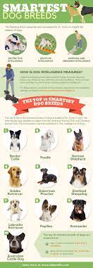 Coffee machine brand ranking intelligent dogs. Smartest Dog Breeds Top 20 The Stupid Too 2 Infographics All Pet S Life