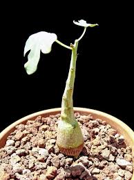 Image result for Adenia