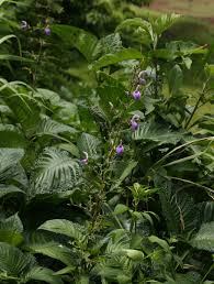 Image result for Brillantaisia cicatricosa