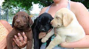 Maybe you would like to learn more about one of these? Golden Labrador Retriever For Sale Golden Labrador Retriever For Sale