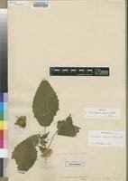 Image result for Mimulopsis