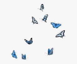 Find an overlay you like and drag and drop it onto the photo. Butterfly Party Moth Mood Boards Embellishments Butterfly Overlay Photoshop Free Transparent Png Download Pngkey