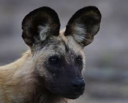 African Wild Dog Photo By Hans Wagemaker National Geographic Your Shot Wild Dogs African Wild Dog Dog Photos