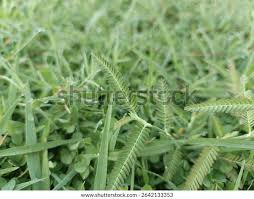 Image result for Aeschynomene indica