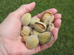 We did not find results for: Oldstamper Musings Almond Tree Almond Tree Organic Fruit Almond