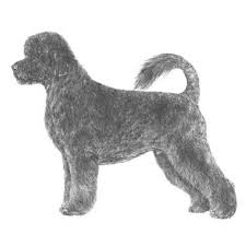 Portuguese Water Dog Dog Breed Information