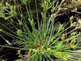 Image result for Fimbristylis
