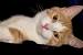 Orange Tabby Ginger American Shorthair