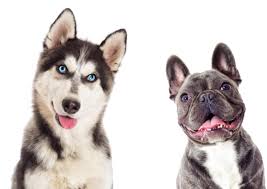 American bulldog mixed puppies (charlotte). Bulldog Husky Mixes Pictures Cost To Buy And More Info Any Bulldog