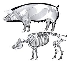 Vysledky Obrazku Google Pro Http Www Lunawebs Com Img Vector Drawings Animal Anatomy Jpg Animal Skeletons Animal Bones Animal Sketches