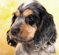 The listed breeders are members in good standing of the american spaniel club, but in no circumstance does the club guarantee the services of said members. 10 Best Black And Brown Cocker Spaniel Dog Pictures