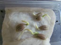 Selecting the lemon seeds (or other citrus seeds). Plant Lemon Seeds And Grow An Air Freshner Ok I Will Try This And See If It Works Have Any Of You Done This Becky S Greenhouse