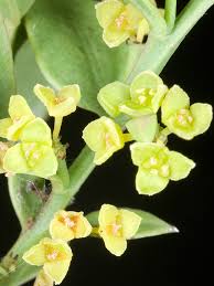 Image result for Santalaceae