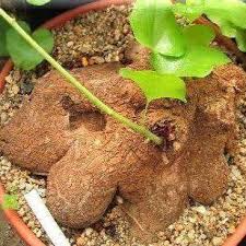 Image result for Dioscorea dregeana