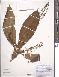 Image result for Coleotrype laurentii