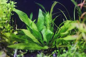 アマゾンソード アクアリウムを代表する丈夫で美しい水草 水草動画ブログ