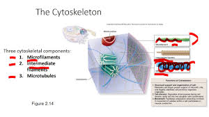 Animal cell contains non membrane bound organelles called. 02 Non Membrane Bound Organelles Youtube