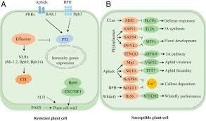 Do animal cells divide the same way that plant cells do? Challenging Battles Of Plants With Phloem Feeding Insects And Prokaryotic Pathogens Pnas