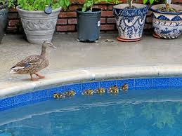 Lisa walked to the edge of the pool, ____ dived in _____ and swam to the other end. Make Way For Ducklings Trapped In Backyard Pool Rich Archbold Press Telegram