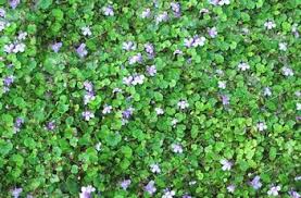 Lamium maculatum is perhaps best known as a ground cover plant with silvery foliage, but the cultivar 'purple dragon' adds light purple flowers. Tiny Flowering Weeds