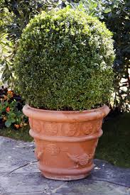 Maybe you would like to learn more about one of these? 10 Lovely Plants That Can Stand Up To Drought Plants Drought Tolerant Plants Plants For Planters
