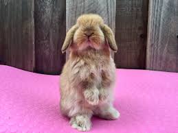 Dwarf Holland Lops Bae S Magic Top Hat