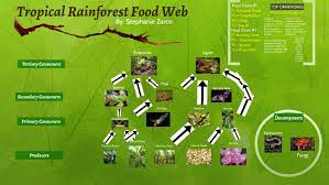 Tropical Rainforest Food Web By Stephanie Zarco