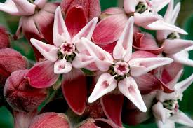 Image result for Kotschya speciosa